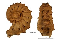 Rodighieroites lamberti